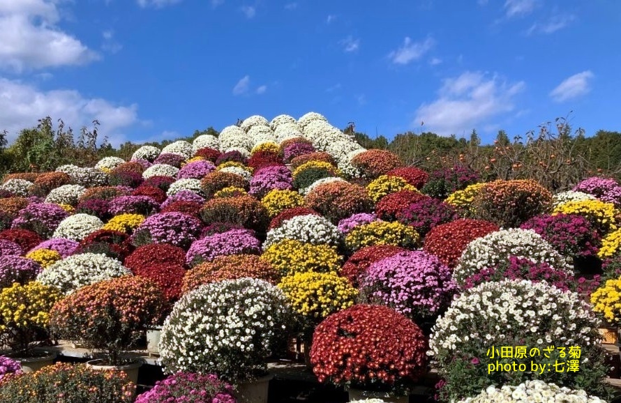 小田原のざる菊その1
