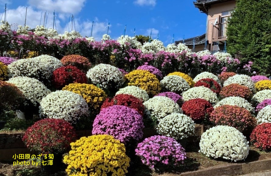 小田原のざる菊その2