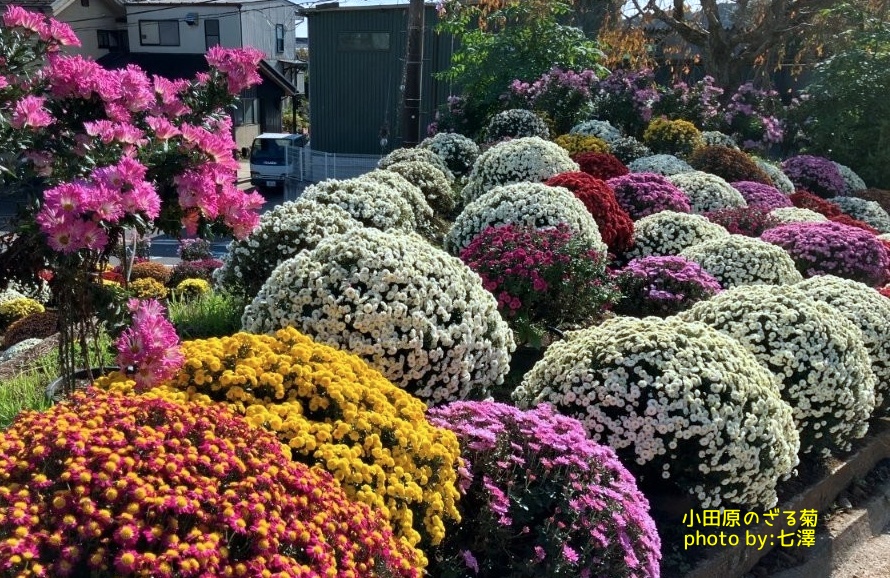 小田原のざる菊その4