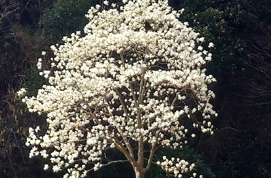 ハナモクレンの写真