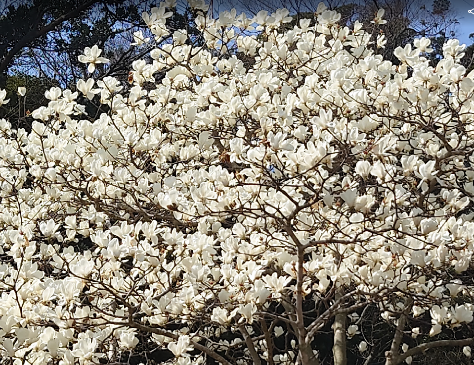 ハナモクレンの写真1