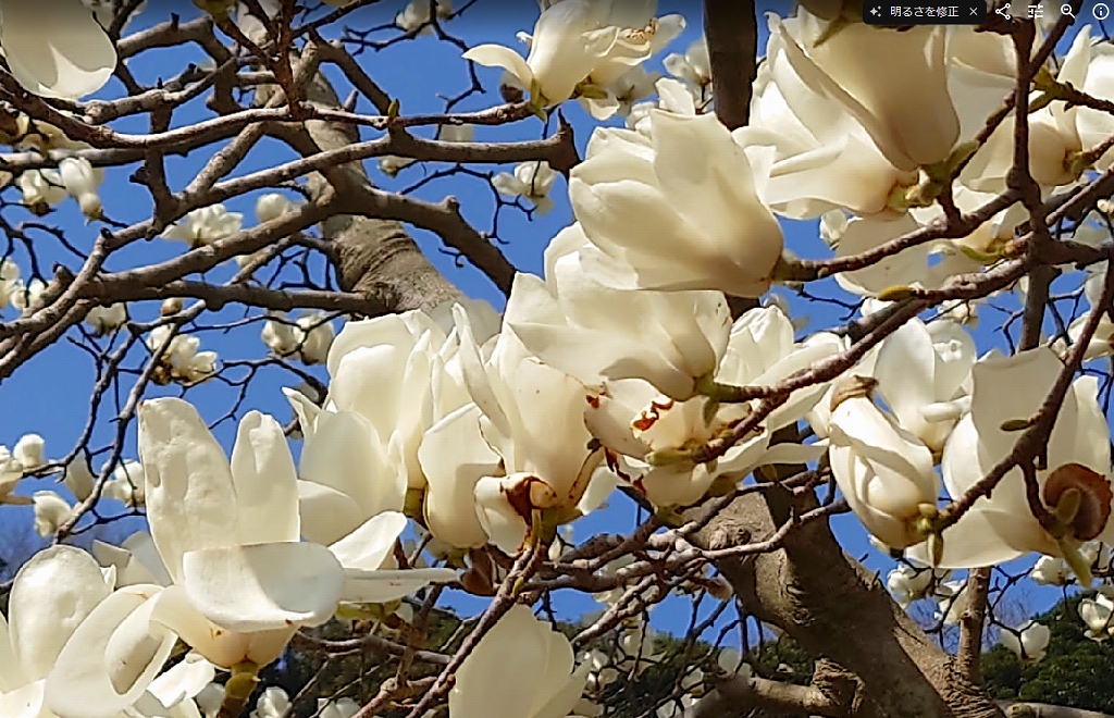 ハナモクレンの写真2