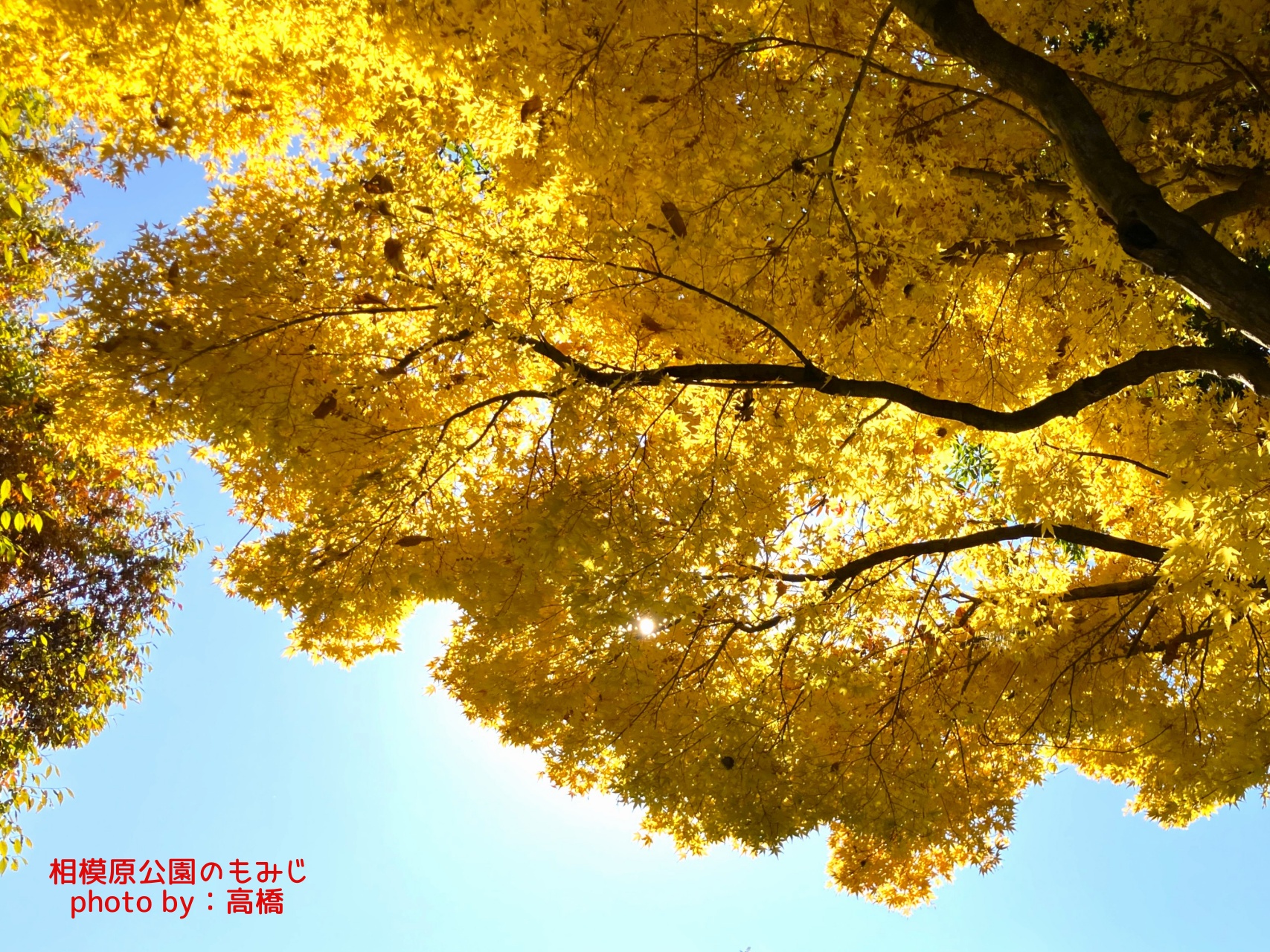 相模原公園のもみじ