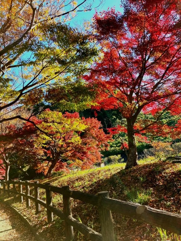 市営公園墓地のもみじ