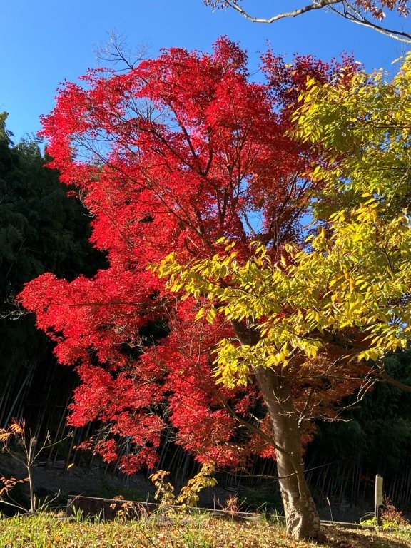 市営公園墓地のもみじ