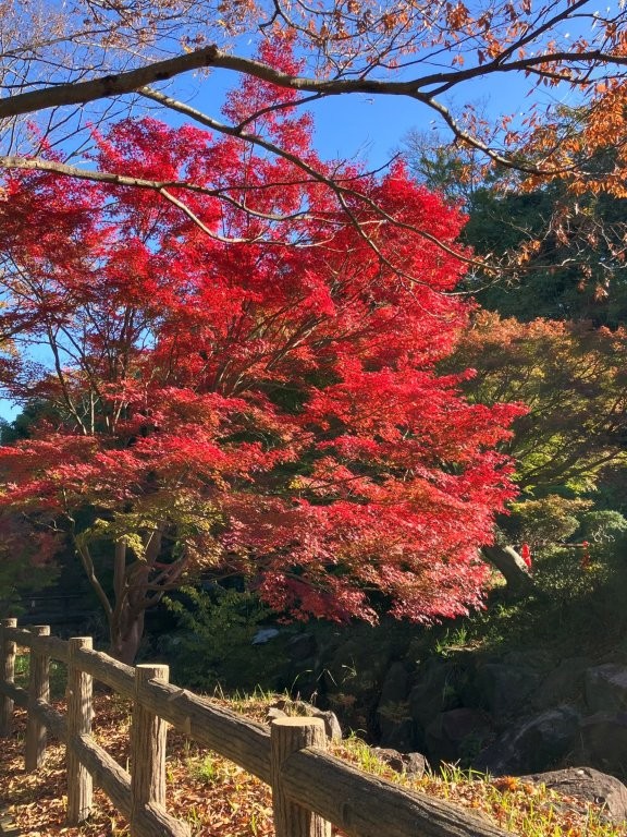 市営公園墓地のもみじ