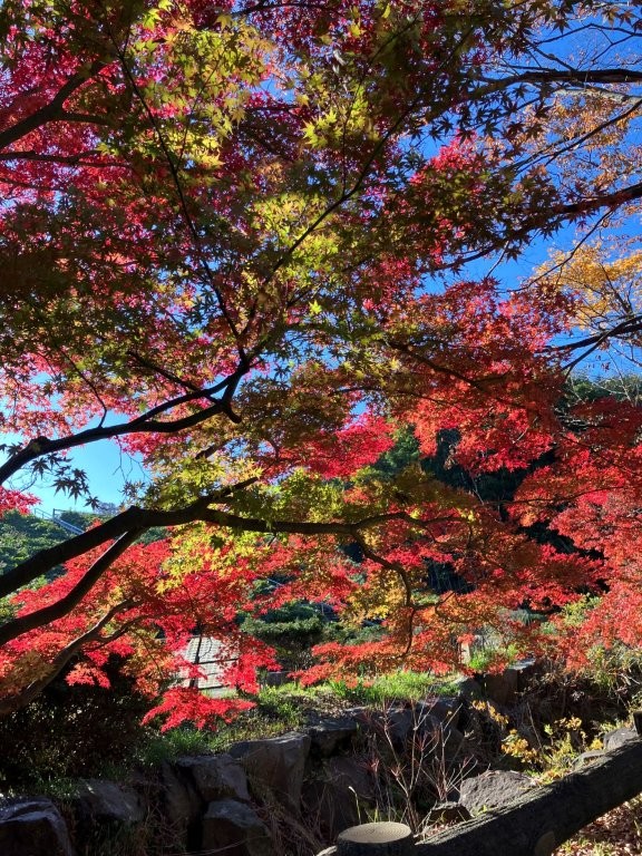 市営公園墓地のもみじ