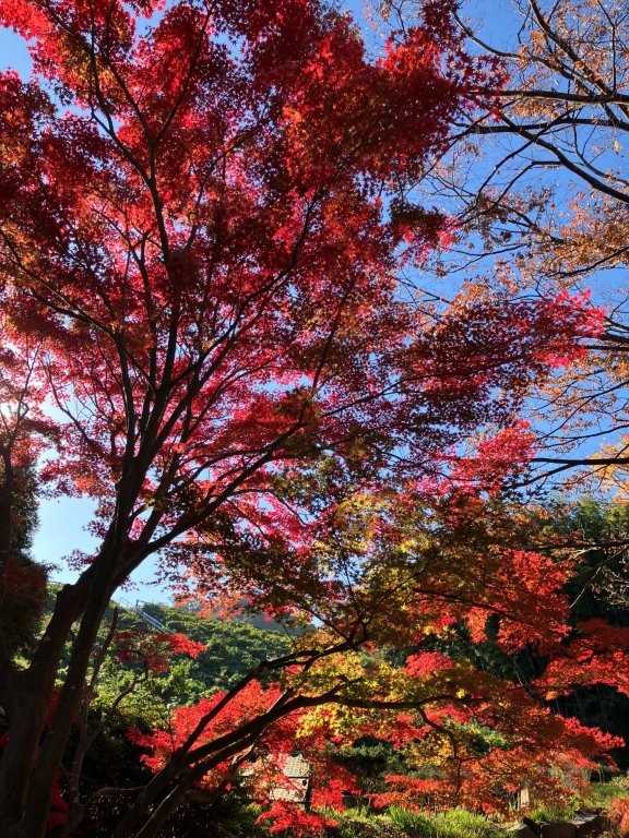 市営公園墓地のもみじ