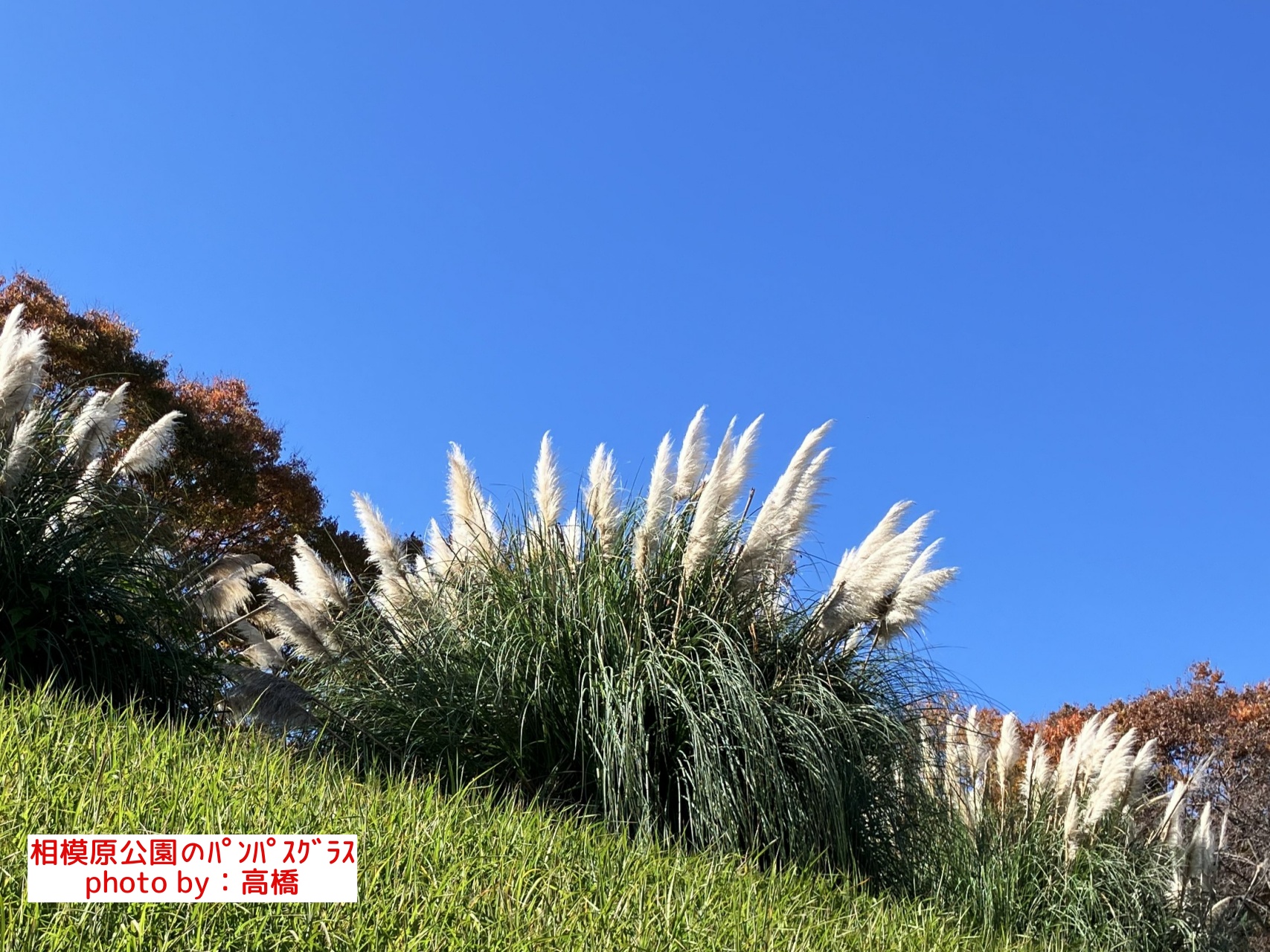 相模原公園のパンパスグラス