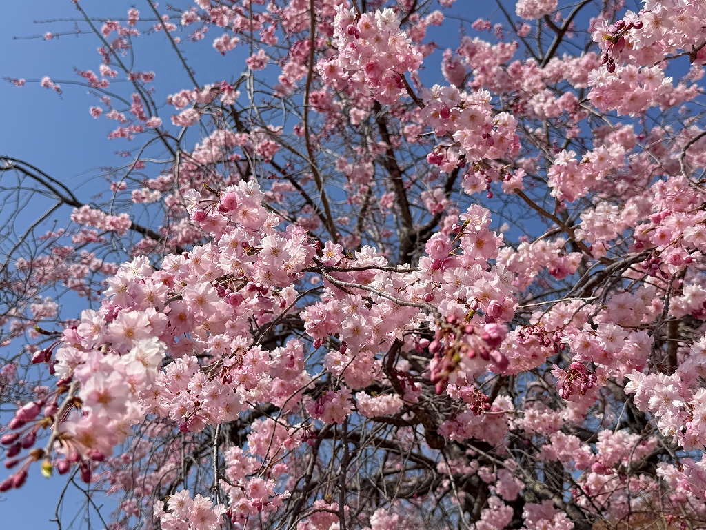 桜の写真