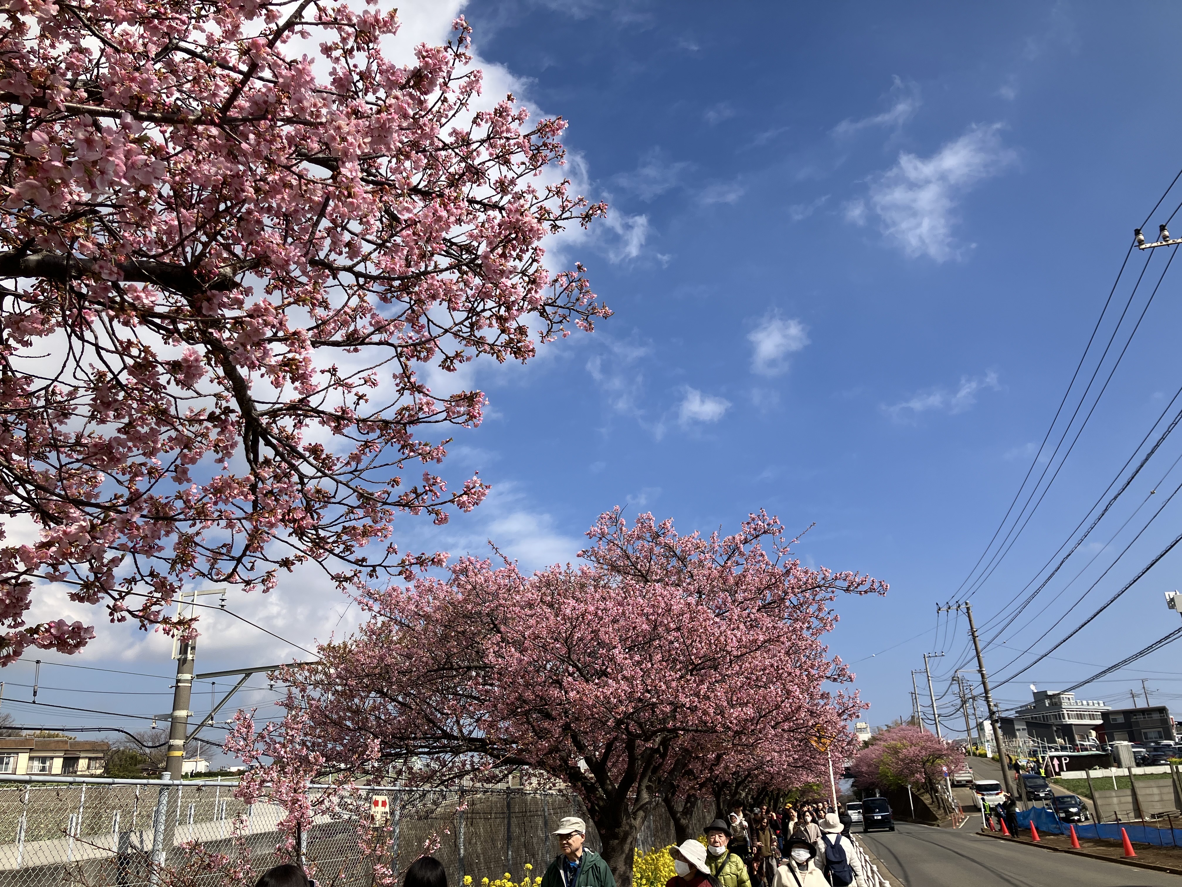 河津桜の写真02