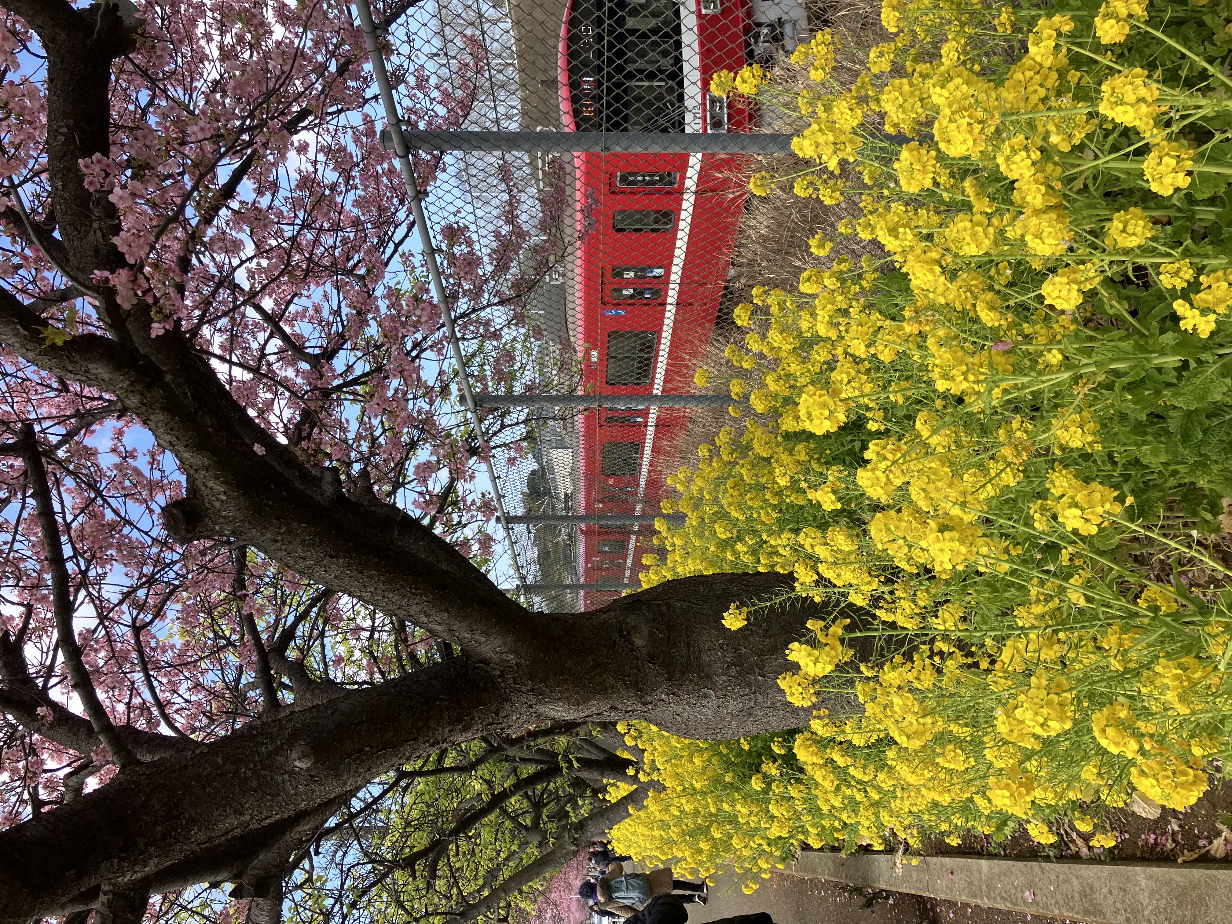 河津桜の写真03
