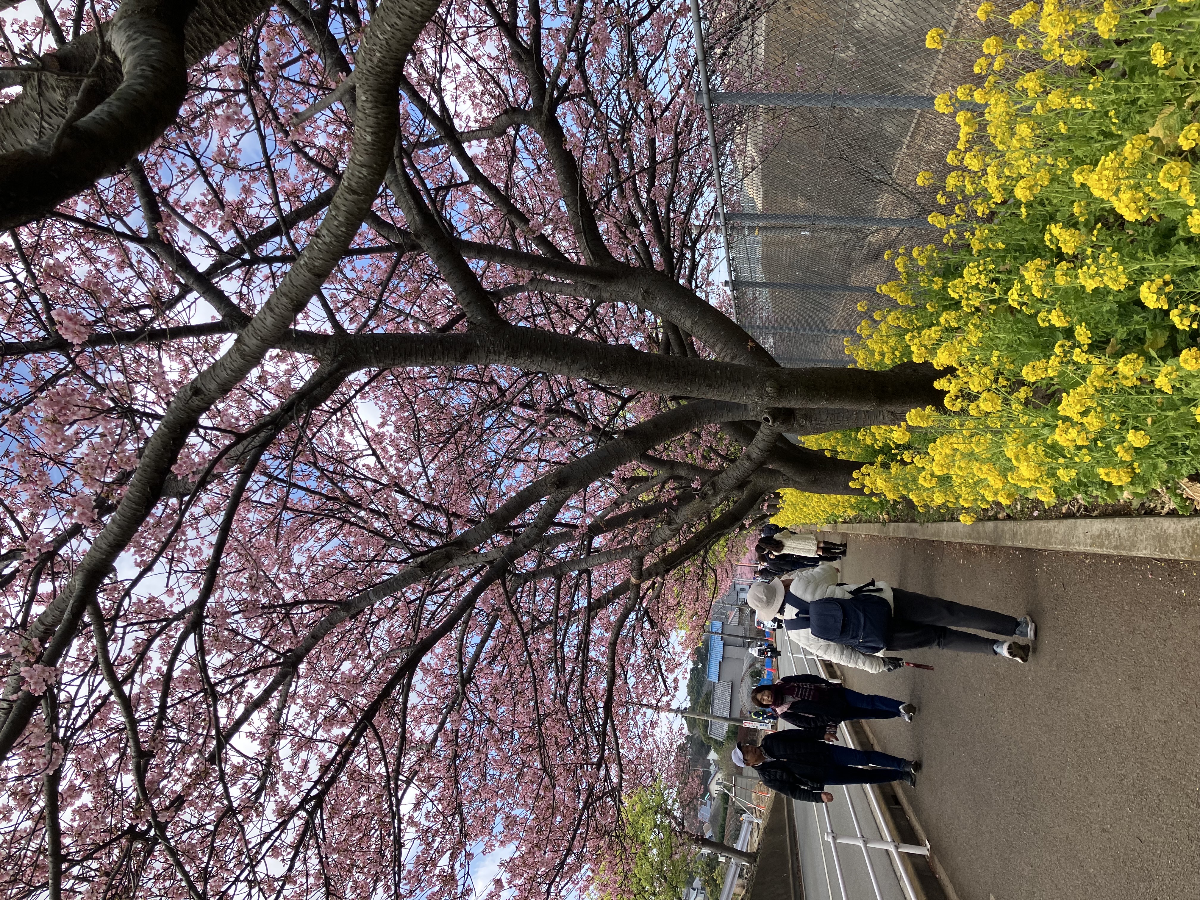 河津桜の写真04