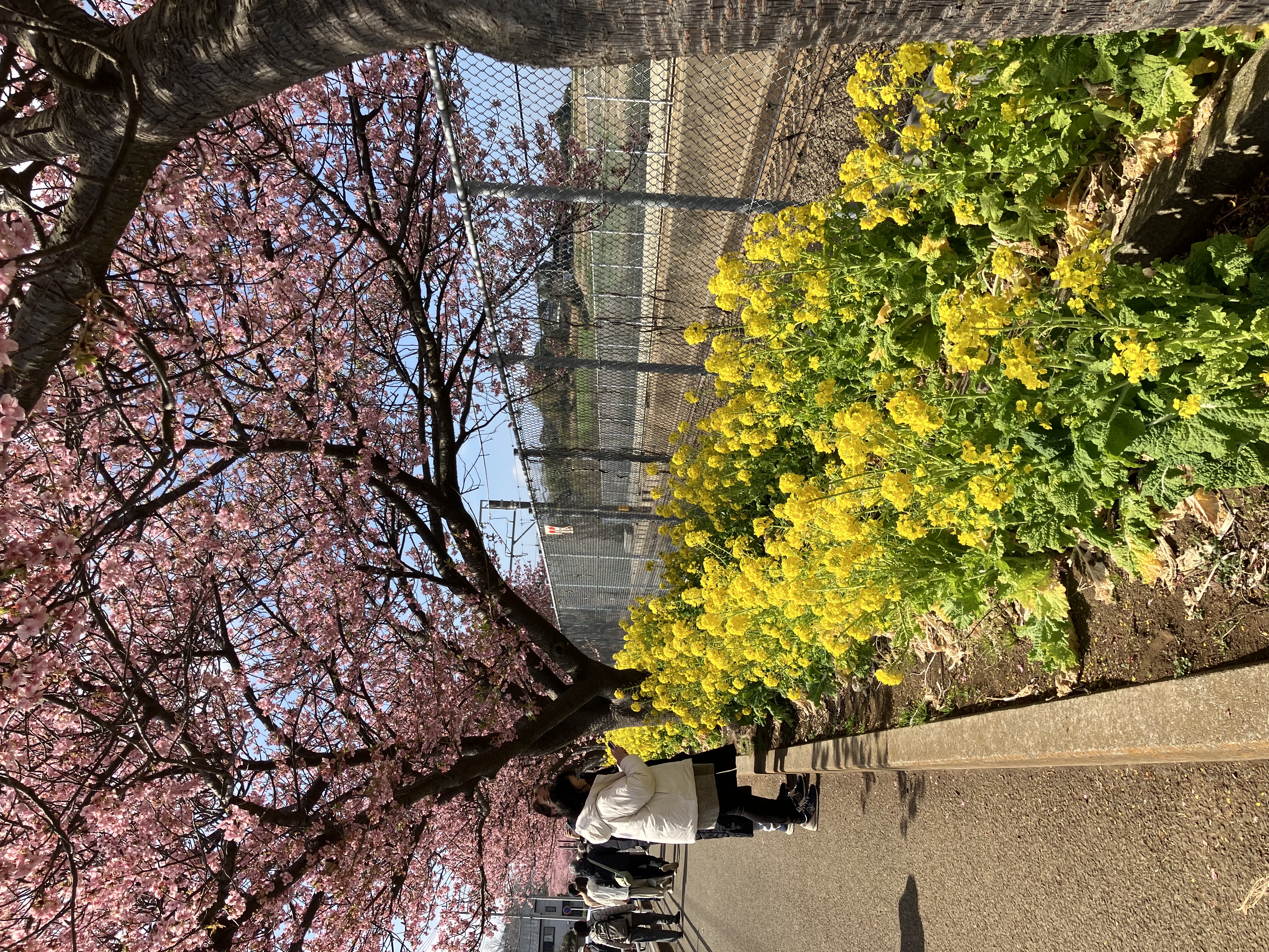 河津桜の写真05