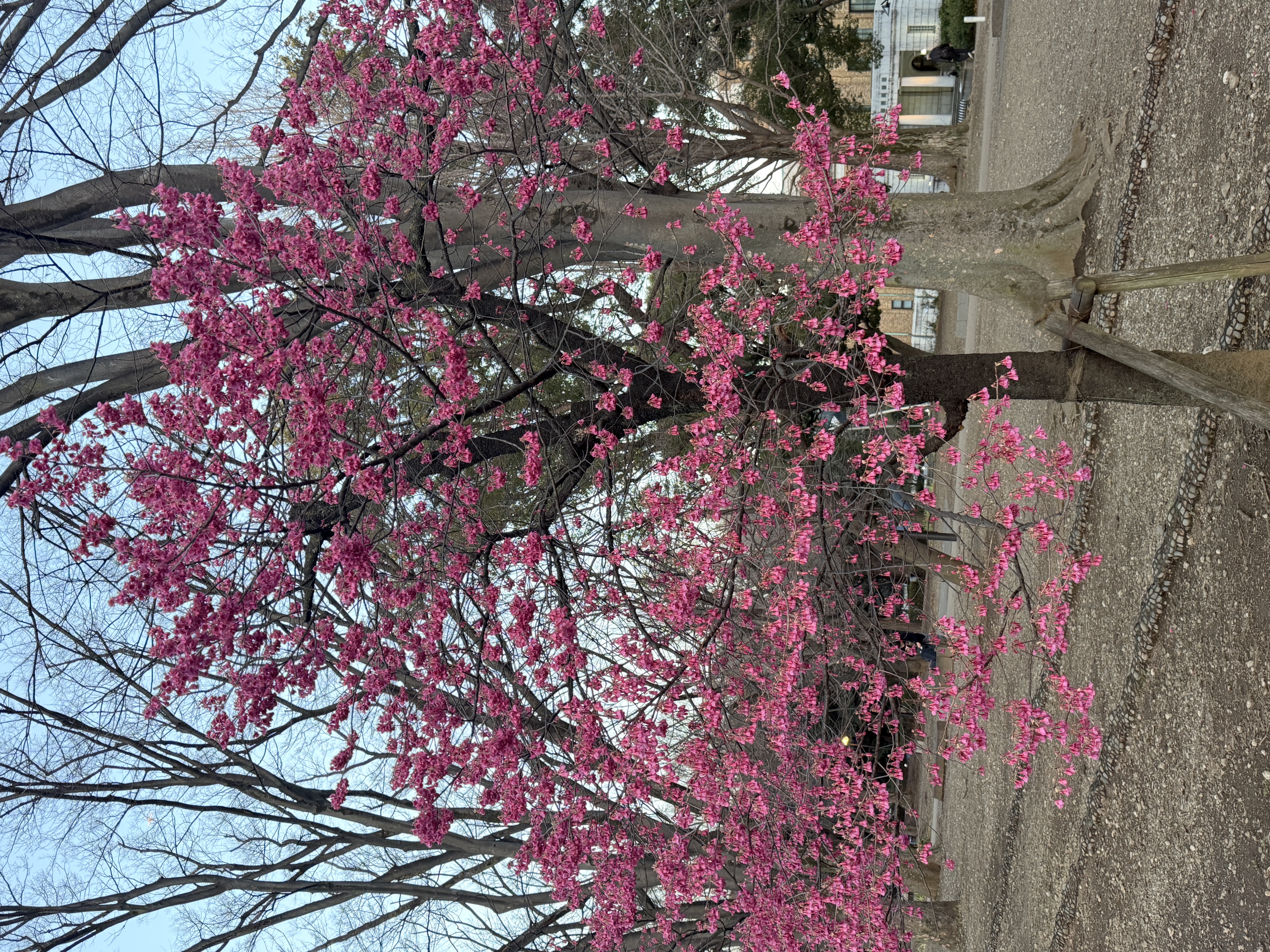 しだれ梅の写真01