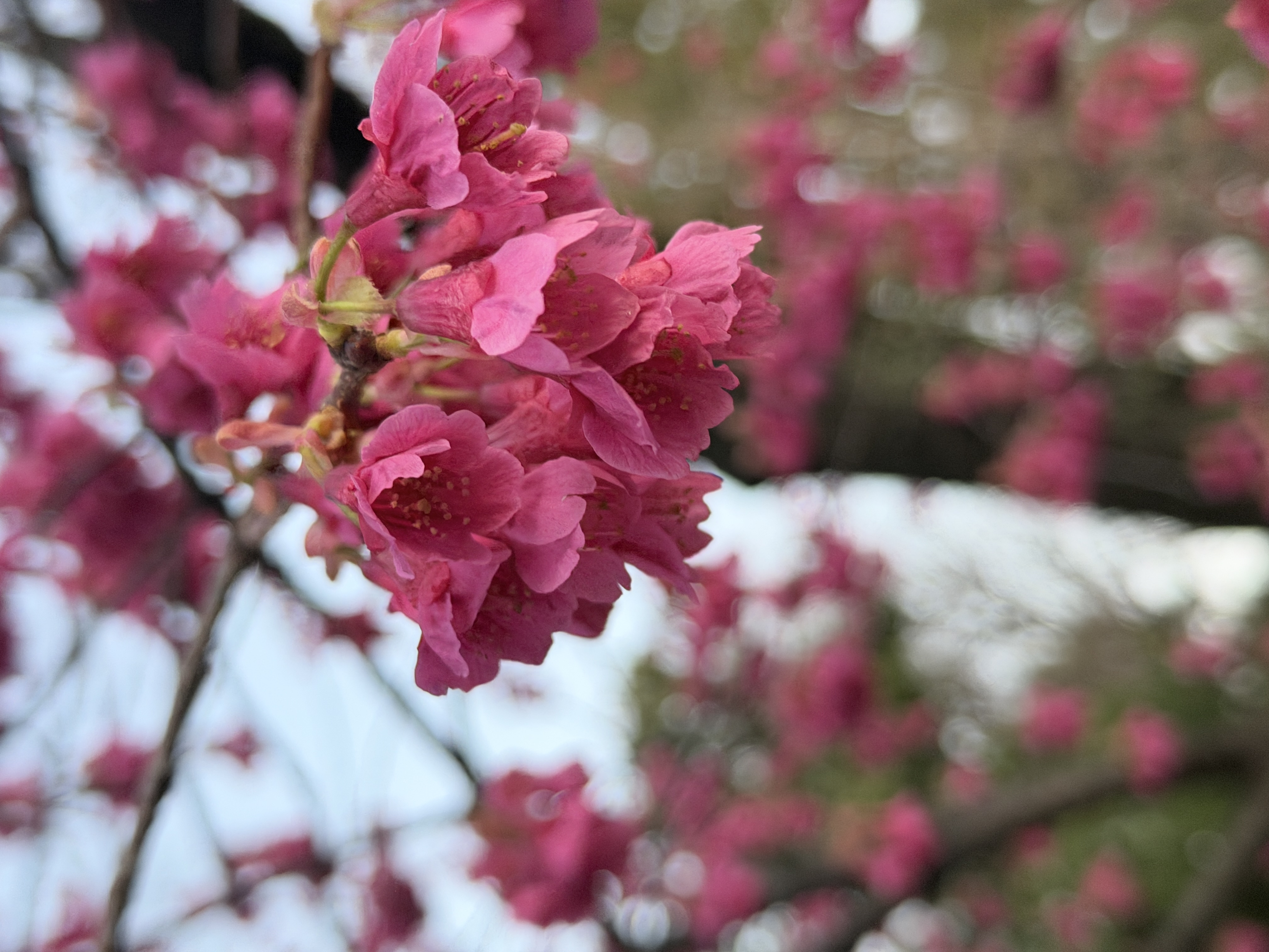 しだれ梅の写真02